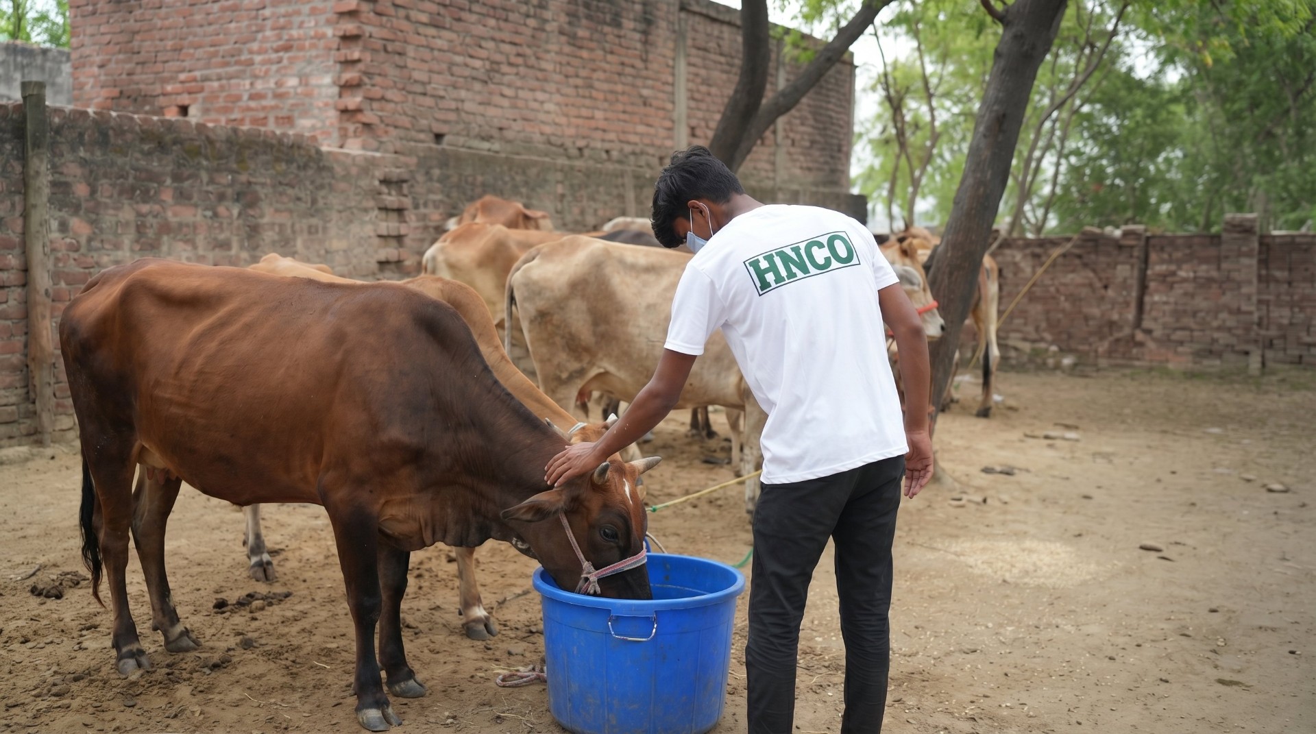 Whole Cow